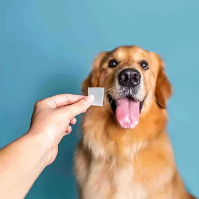 Pet Nutrition Oral Thin Film Coating Machine